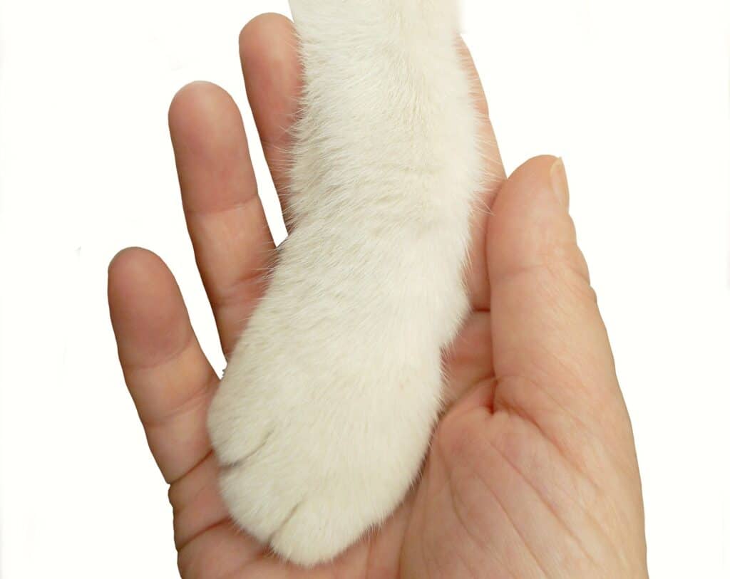猫の手