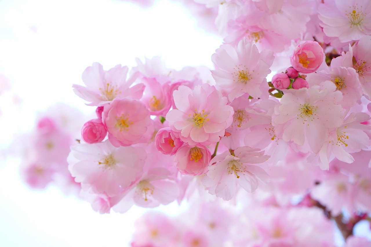 花、桜